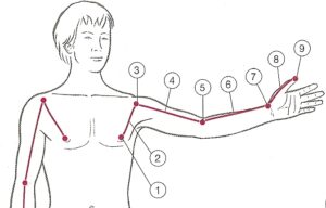 Deep Front Myofascial Arm Line anatomy diagram showing pathway from rib cage to thumb